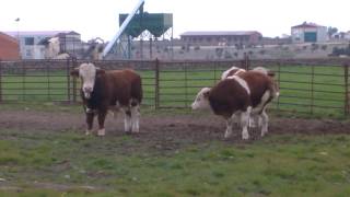 Novillos Simmental Fleckvieh: Holyfield, O'Connor y Garfield