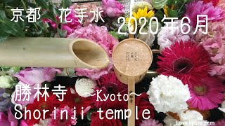 【癒し】花手水　京都　勝林寺　(東福寺)　インスタ映え 【そうだ京都行こう】