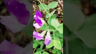 Lathyrus grandiflorus ή Λάθυρος ο μεγανθής