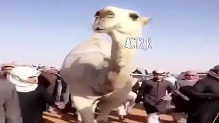 بـ يماننا محدن ملكلنا بـ معروف || طمامه الشقح لـ عبدالله بن دلمخ المحمدي السبيعي🔥.