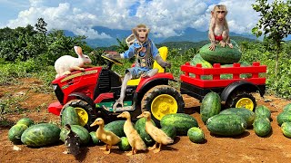 Mom took Bim Bim and baby monkey Obi to buy watermelons in the farm