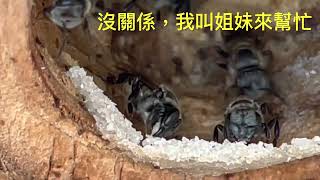 城市養無螫蜂 Stingless bees 砌牆的材料與施工