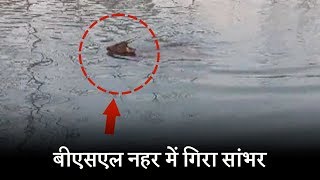 सुंदरनगर में सांभर का रेस्क्यू LIVE, जानवर के लिए दिखा इंसानों का प्यार