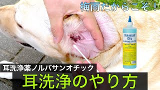 【飼育管理】梅雨の時期は外耳炎注意！！犬の耳洗浄のやり方