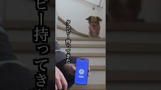 犬語翻訳機使ったら言葉が伝わりすぎた！