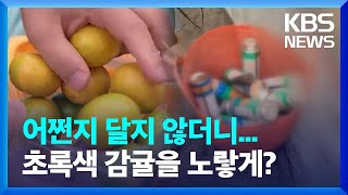 “설익은 귤, 가스로 노랗게?”…강제 착색 감귤 17톤 폐기 / KBS  2023.09.19.