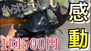 【1回500円】かぶとむしガチャ！飛行形態に感動！(BANDAI生き物大図鑑)