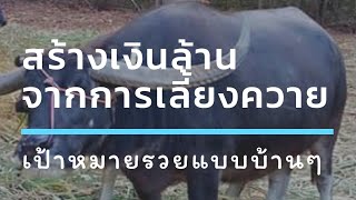 แนวคิดสร้างเงินล้านจากการเลี้ยงควายแบบบ้านๆ Buffalo Ideas