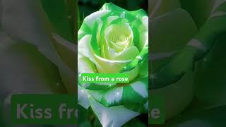 A KISS FROM A ROSE #life #subscribe #rose #youtubeshorts