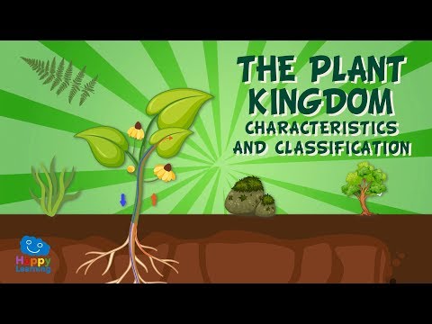 What is the importance of plant classification?