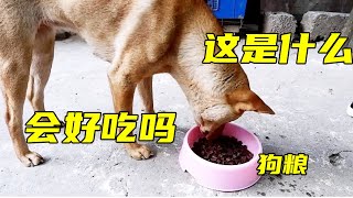 It’s the first time a dog tries to eat dog food, will he like it [Xiaoqing’s home cooked food]