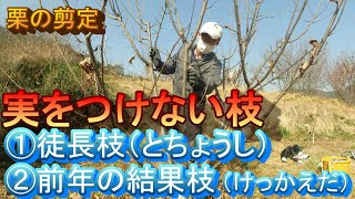 栗の剪定④【実を着けない枝　徒長枝と前年の結果枝】（丹沢の５年生の剪定）