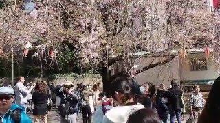 東京　上野公園でお花見　シダレザクラ　２０１６．３．２０　Sakura Ueno Park