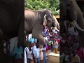 elephant spotted on a rooftop in india 🤯 shortsviral