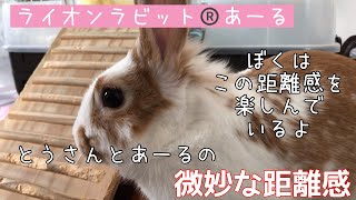 【うさぎと父の距離感】ライオンラビット®️あーるのとうさんとあーるの微妙な距離感