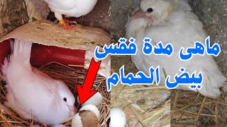 كم مدة فقس بيض الحمام |وما هو الميعاد المناسب لفطام الزغاليل👌