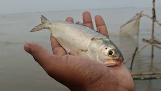 পদ্মা নদীতে আজ একটি বড় ইলিশ মাছ পেলাম #fishing #fishingshorts #fish #vlog