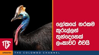 ලෝකයේ නරකම කුරුල්ලන් තුන්දෙනෙක් ලංකාවට