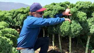 Where Does Kale Come From?