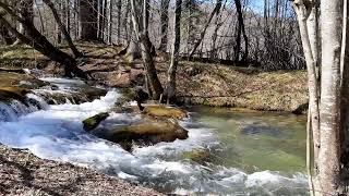 🎵 Relaxing Music With a Rippling Brook🌊