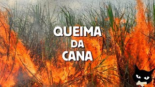 TUDO SOBRE A QUEIMA DA CANA