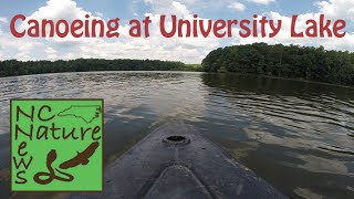 Canoeing at University Lake | Exploring \u0026 Herping #10