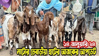 আজকের নাটোর তেবাড়ীয়া হাটের আপডেট। বাচ্চা দিয়ে ভরপুর হাট। Goat Market