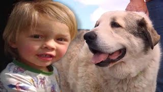 Missing 2-Year-Old Boy Found by Dog After Night in Arizona Desert