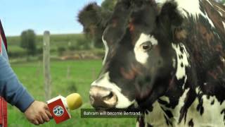 The Original French Cow. Francoise. (The Original French Cow)