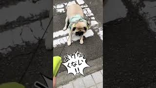 病院の入口でいつもこのやりとり💦#パグ #pug #パグのジャコ#病院嫌い