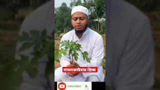 পেঁপে গাছ লাগানো পদ্ধতি |  krishi25