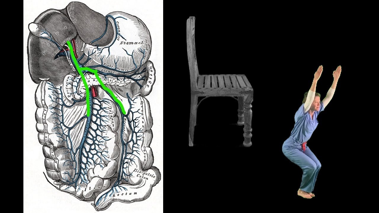 Venous Drainage Of The Abdomen And Pelvis - YouTube