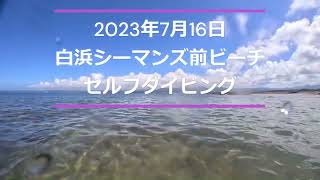 【南紀白浜シーマンズビーチ前バディダイビング】２０２３年７月１６日　白浜ダイビング　シーマンズビーチ　セルフダイビング　シーマンズビーチ前　水中写真　水中動画　ダイビング動画