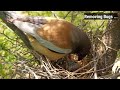 rufous treepie nest is going to empty @birdplusanimals