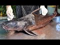 Bangkok Food - GIANT MONSTER FISH CURRY Thai Seafood Thailand