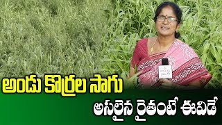 Organic Farming On Millets (Andu Korralu) || Millets Cultivation || SumanTV Rythu