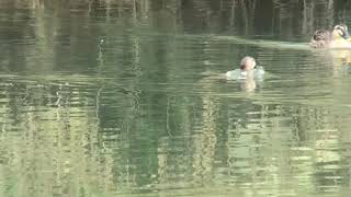 ホシハジロの潜水！