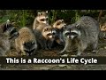 This is the Life Cycle of a Raccoon