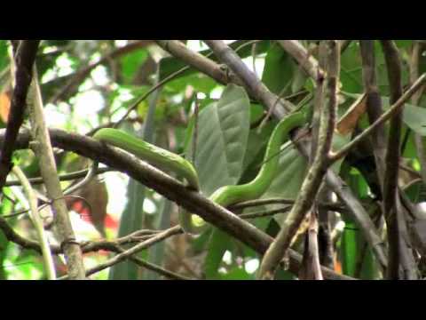 Australian Green Tree Python Iron Range Youtube