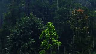 Tormenta acompañada de fuertes lluvias en el bosque de niebla sonidos de lluvia para conciliar el