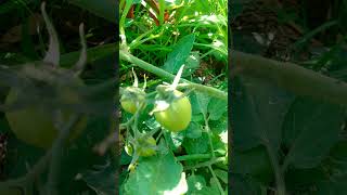 Organic Garden🍅Tomato .#shortvideo #shorts #garden #gardening #organic #organicfarming #tomato #4k