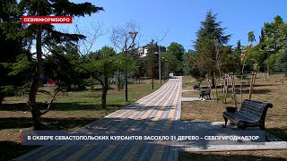 В сквере Севастопольских курсантов засохло 31 дерево – Севприроднадзор