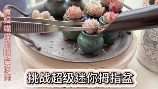 指甲盖大的多肉花盆种起来是什么体验，多肉小白种到头痛，看成果