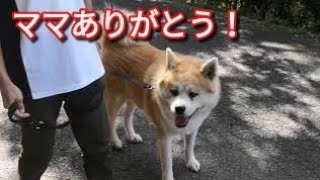 【秋田犬】アキラ大好きなママと散歩