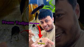 একুরিয়ামে ব্যাঙের বাচ্চা পালনের 30 দিনের অভিজ্ঞতা #ornofpets