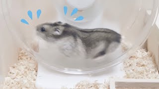 Djungarian hamster with no sense of movement challenges the wheel. #Shorts