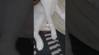 বিড়াল খুবই অসুস্থ 🐯 ধরলে কামড় দেয় Cat is very sick. #cat #kitten #shortsvideo #shorts #short #viral