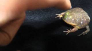 Budjet Frog Scream!!!!
