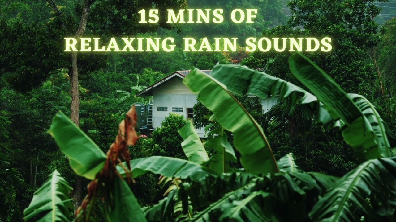 15 Mins Of Relaxing Rain Sounds In Forest. Deep Relaxing Video - YouTube