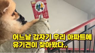 어느날 갑자기 유기견이 아파트에 들어왔다.. #강아지 #유기견 #포메라니안